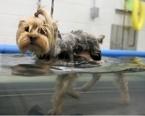 UWT yorkie resized UWT yorkie resized